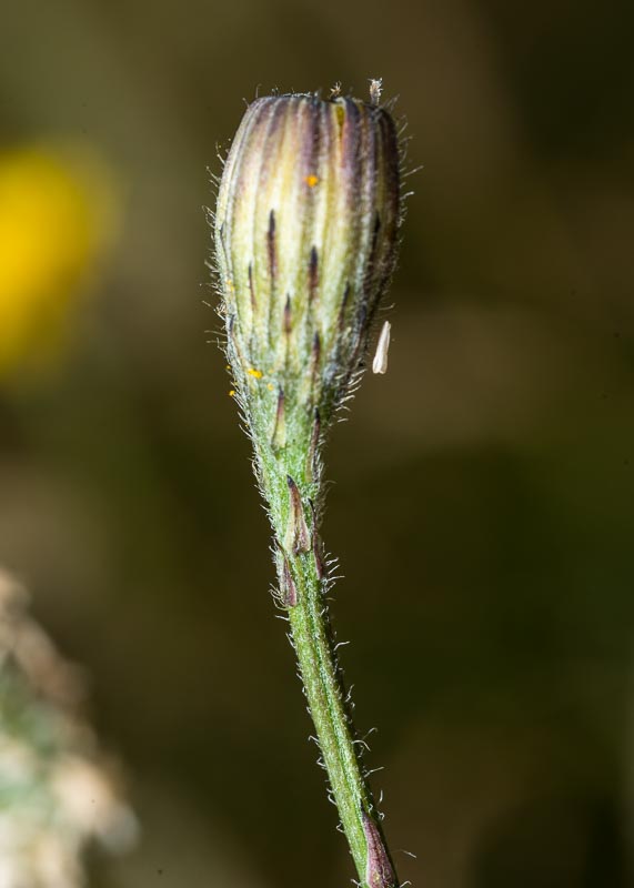 Scorzoneroides autumnalis / Dente di leone ramoso